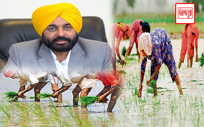 Paddy sowing in Punjab will start from tomorrow 14th June, 8 hours uninterrupted power supply, CM Mann says - 'Kisan Viro, save water'