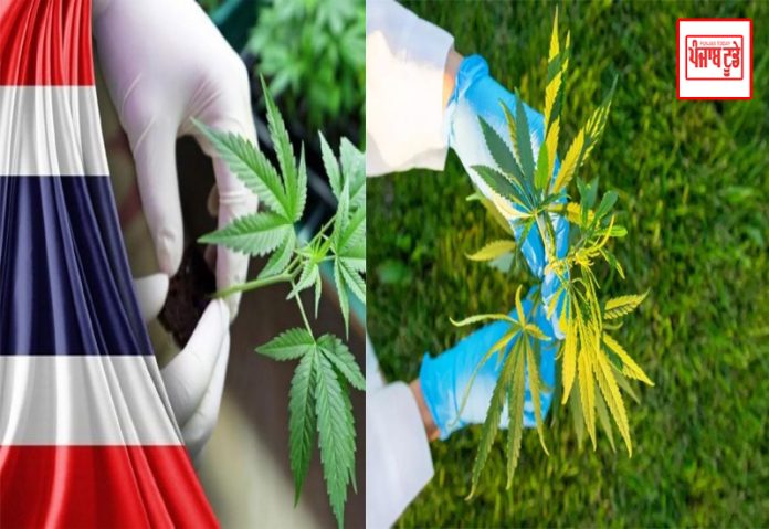 Thailand gives legal recognition to cannabis cultivation, 1 million cannabis seeds to be shipped across Thailand